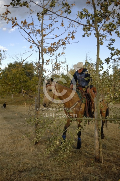 Wild Deuce Working Mountain Horse Competition