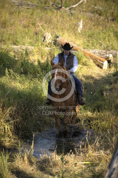 Wild Deuce Working Mountain Horse Competition