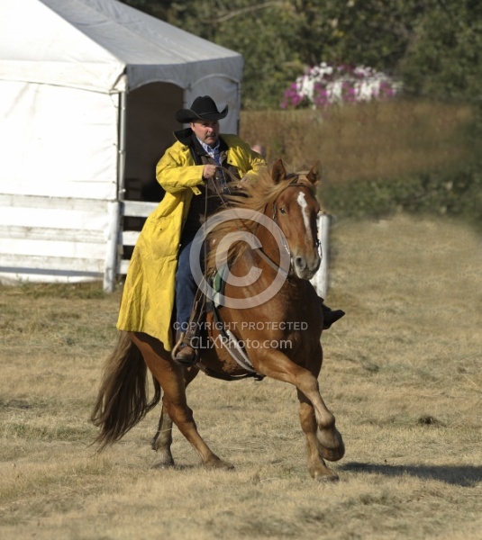 Wild Deuce Working Mountain Horse Competition