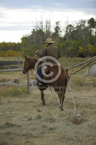 Wild Deuce Working Mountain Horse Competition