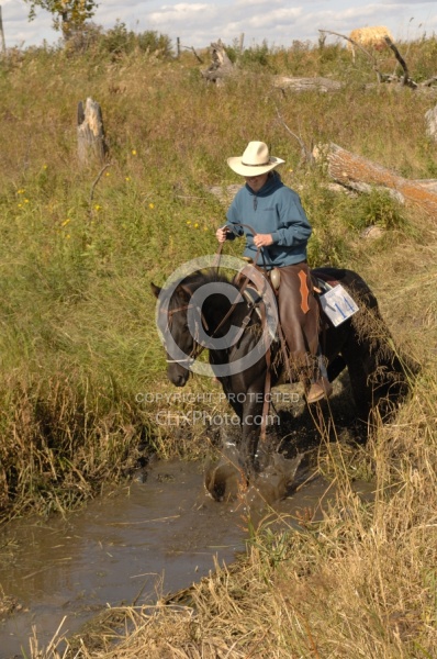 Wild Deuce Working Mountain Horse Competition