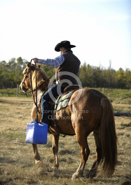 Wild Deuce Working Mountain Horse Competition