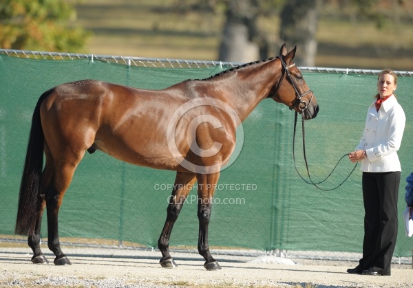 Rebecca Howard and Riddle Master WEG 2010