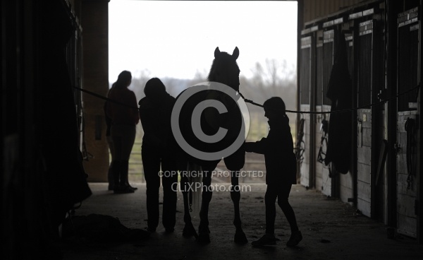 Silhouette of Young Girl Grooming