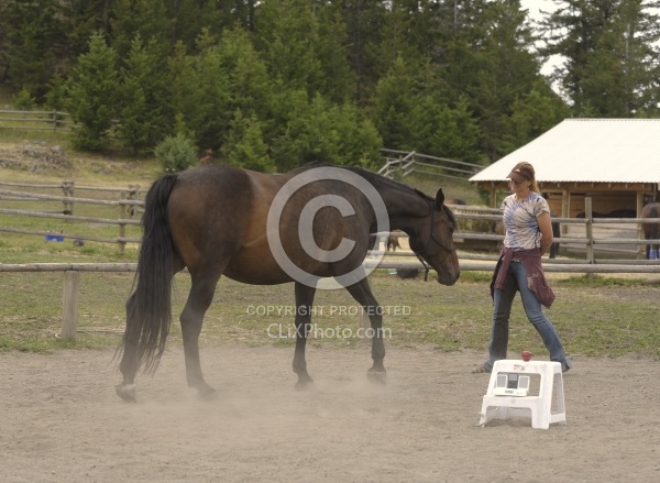 Natural Horsemanship