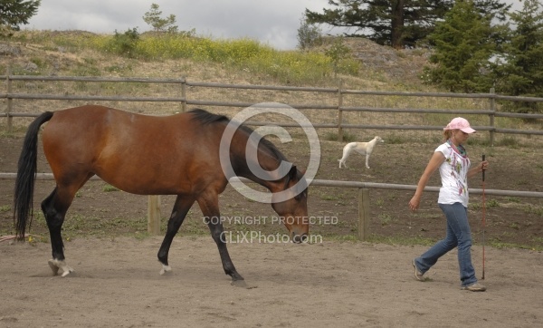 Natural Horsemanship