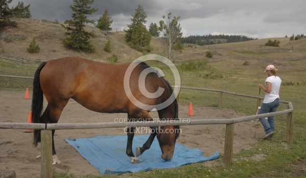 Natural Horsemanship