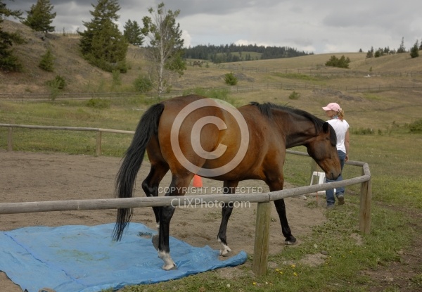 Natural Horsemanship