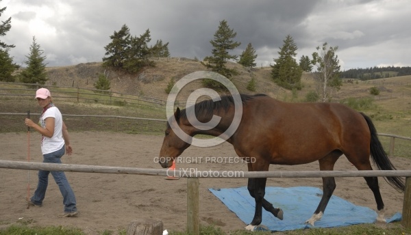 Natural Horsemanship