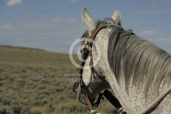 Riding in Wyoming with blue Sky Sage Adventures