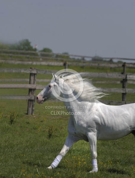 Lusitano Stallion Free Running