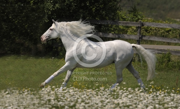 Lusitano Stallion Free Running