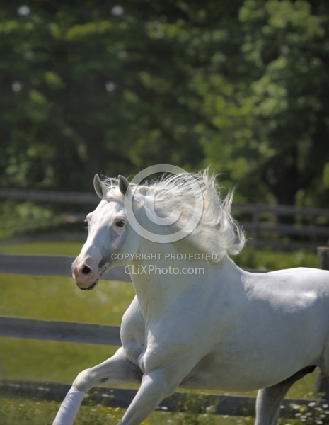 Lusitano Stallion Free Running