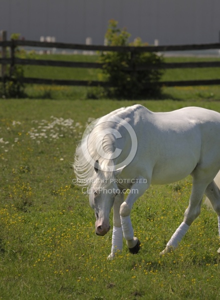 Lusitano Stallion Free Running