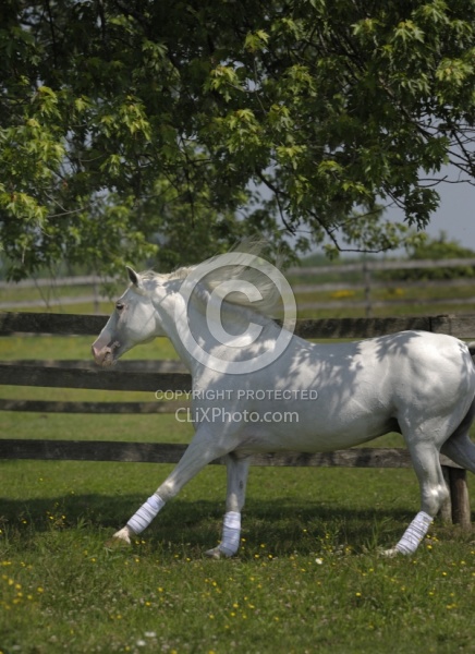 Lusitano Stallion Free Running