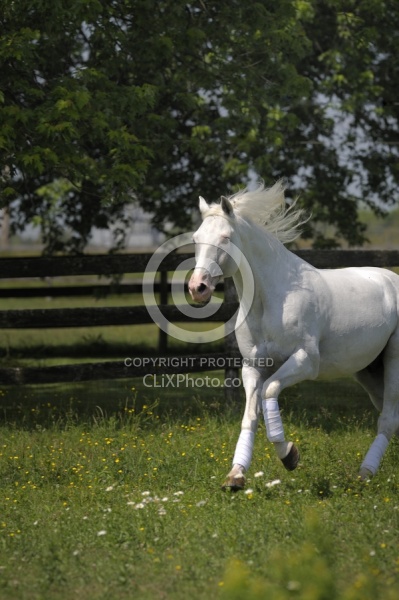 Lusitano Stallion Free Running