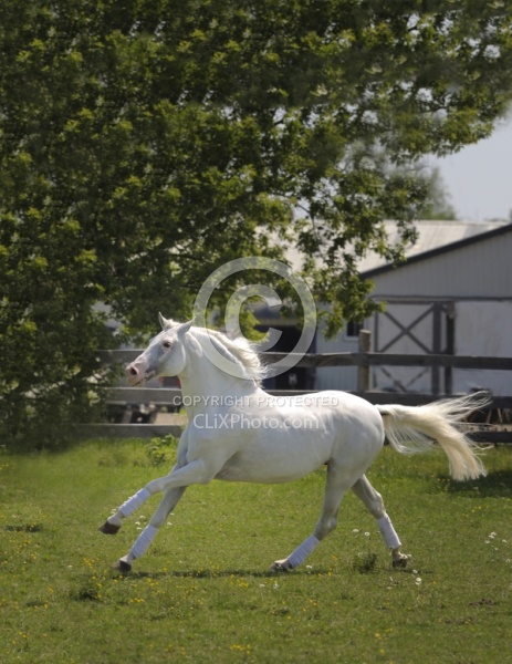 Lusitano Stallion Free Running
