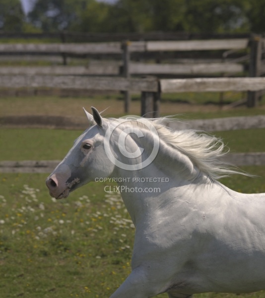 Lusitano Stallion Free Running