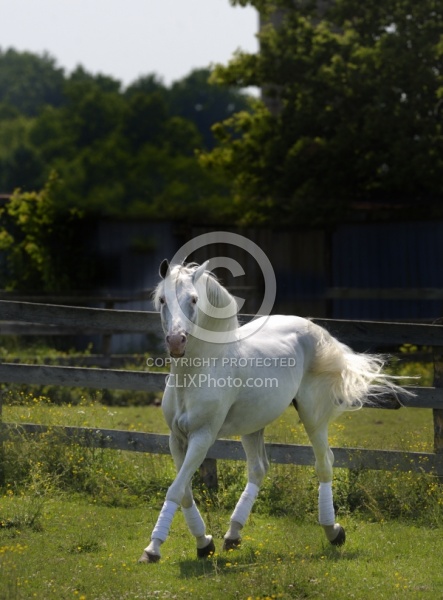 Lusitano Stallion Lusitano Stallion