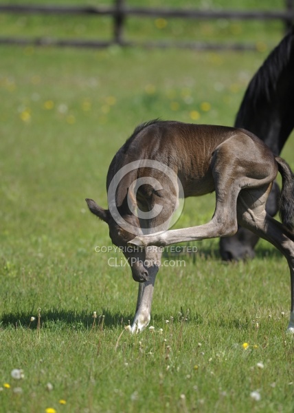 Hanoverian Foal