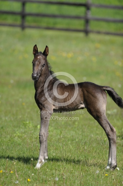 Hanoverian Foal
