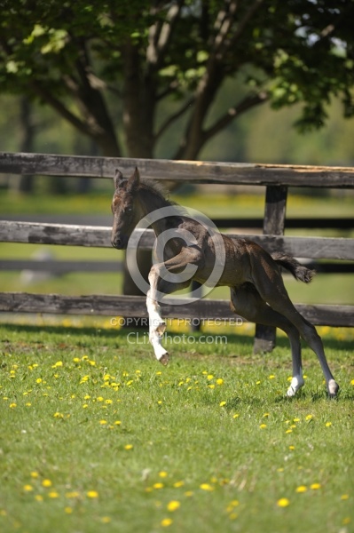 Hanoverian Foal