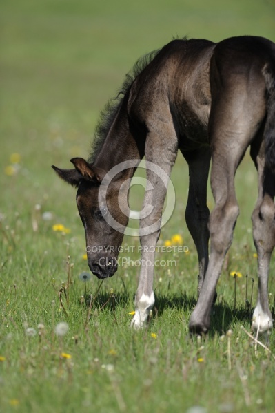 Hanoverian Foal