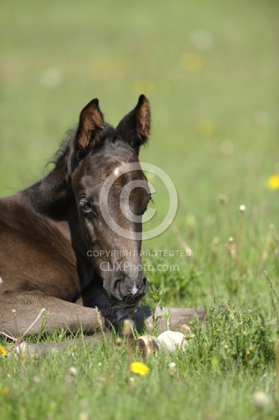 Hanoverian Foal