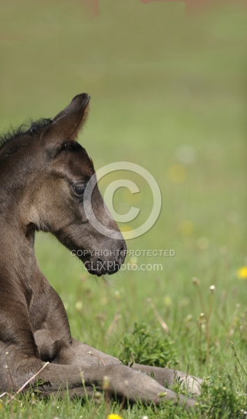 Hanoverian Foal