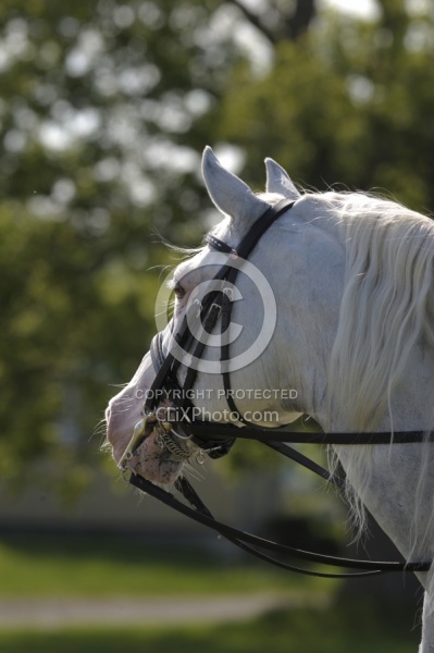 Lusitano Stallion Portrait