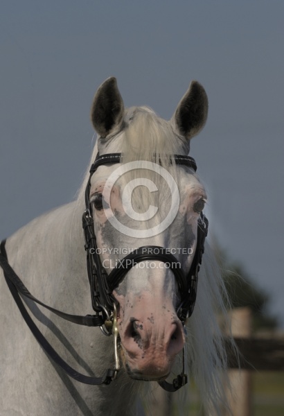 Lusitano Stallion Portrait