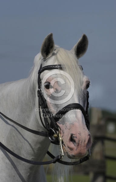 Lusitano Stallion Portrait