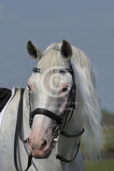 Lusitano Stallion Portrait
