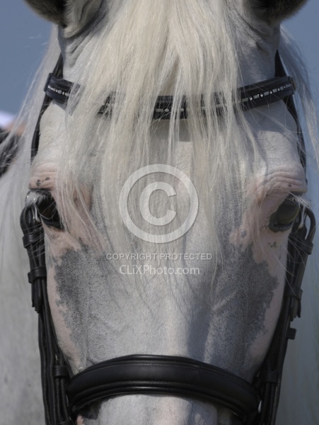 Lusitano Close Up