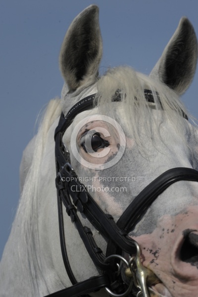 Lusitano Close Up