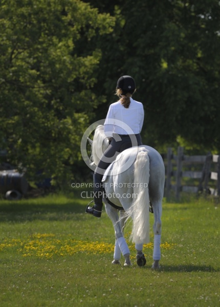 Lusitano Under Saddle