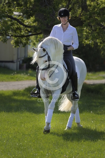 Lusitano Under Saddle