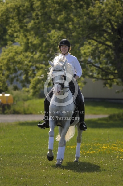 Lusitano Under Saddle