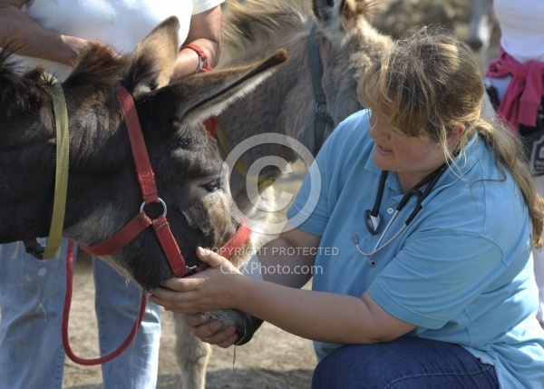 Vet Treating Donkey