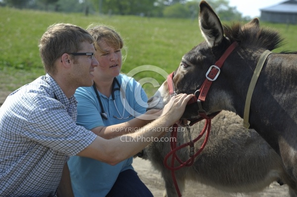 Vet Treating Donkey