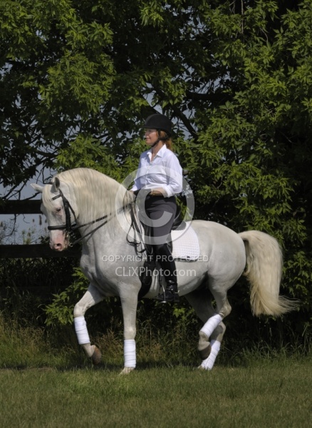 Lusitano Performing Piaffe