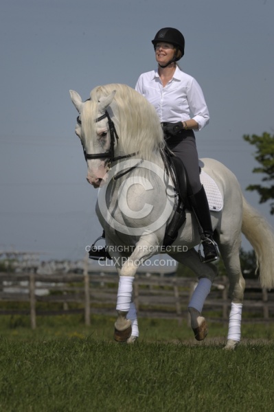 Lusitano Stallion Passage