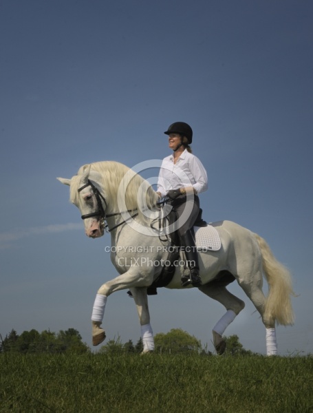 Lusitano Stallion Passage
