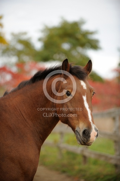 Welsh Cob Portrait in Fall