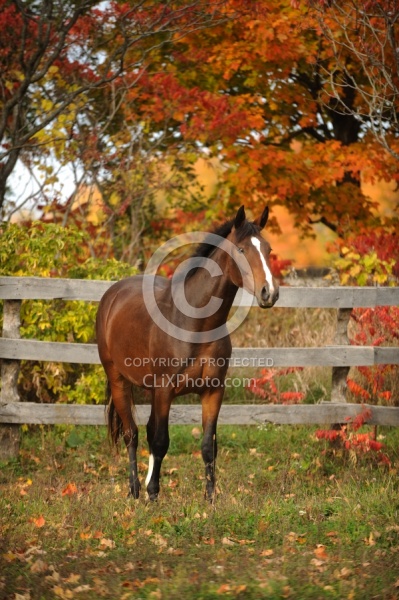 Young Warmblood  in Fall