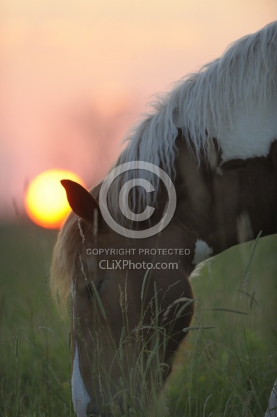 Grazing at Sunset