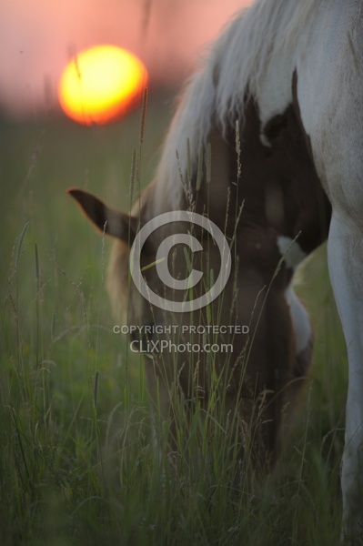 Grazing at Sunset