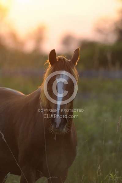 Grazing at Sunset