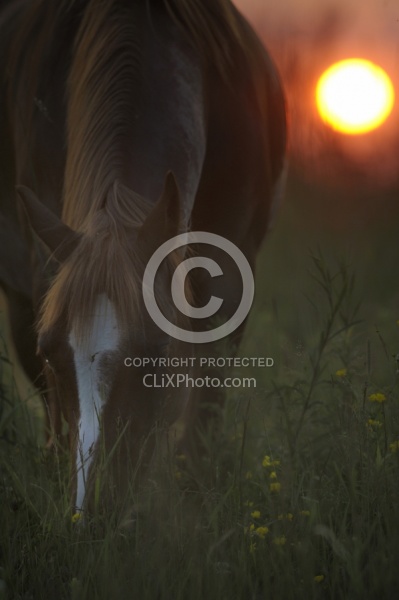 Grazing at Sunset