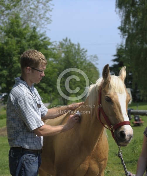 Vet Giving Vaccinations